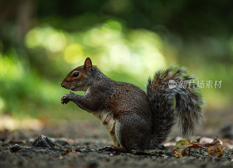 Squirell - Tehidy Woods，康沃尔，英国